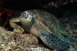 turtle - a really beauty by Andre Philip 